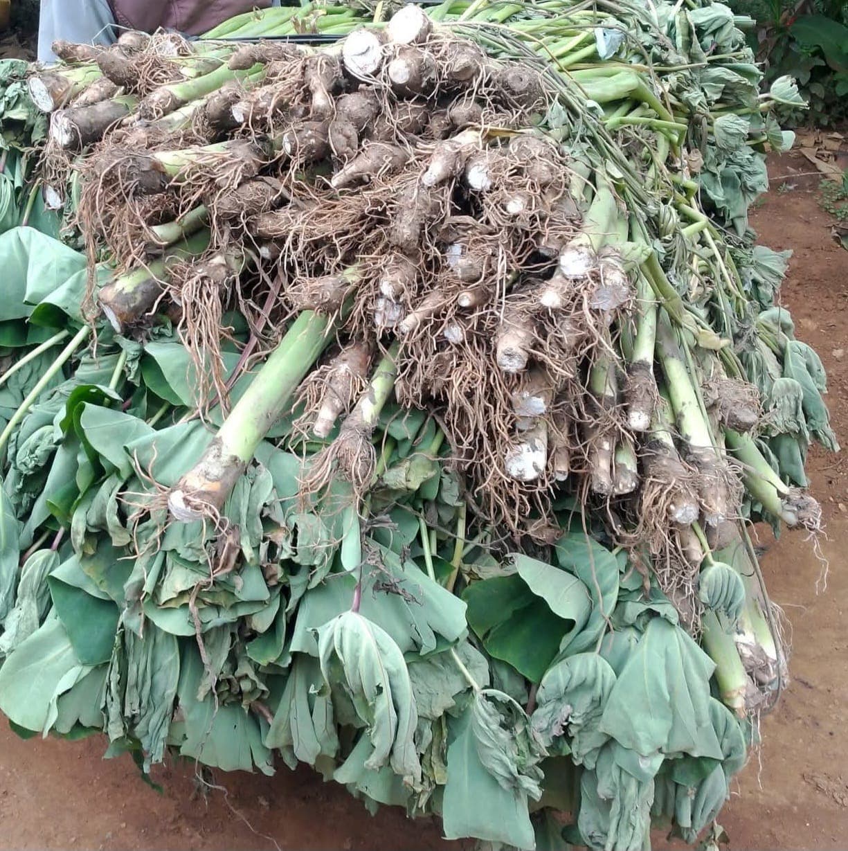 Arrow Root Suckers