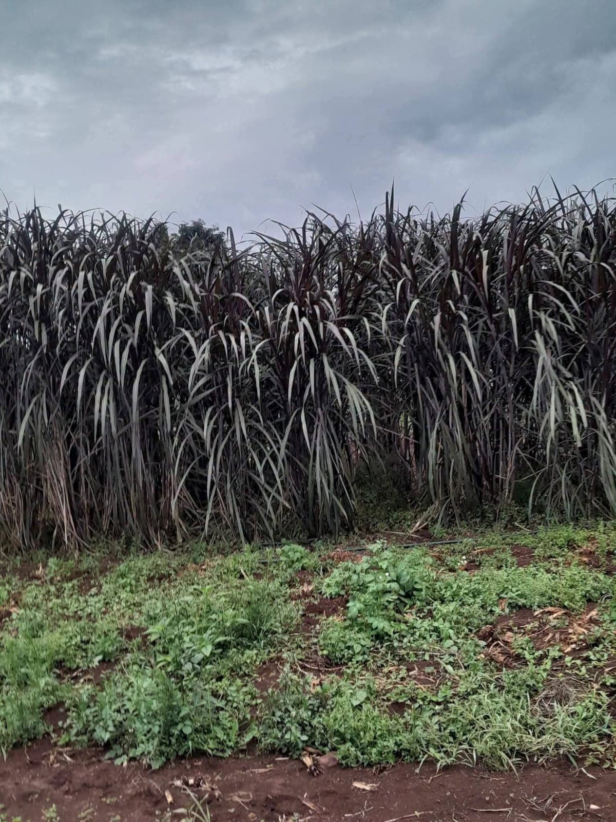 Australian Red Napier Grass