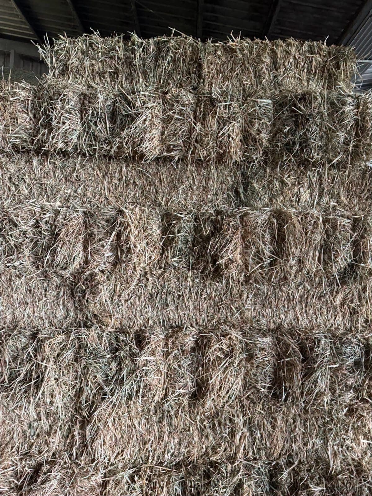 Barley Hay