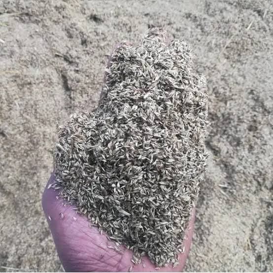 Boma Rhodes Seeds 1