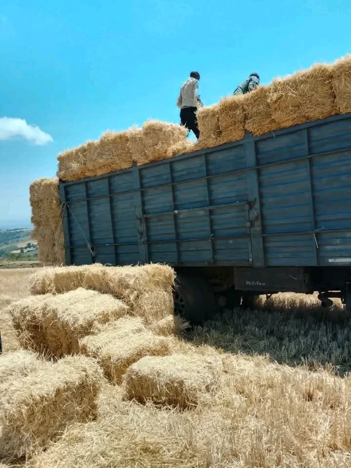 Boma Rhodes Hay