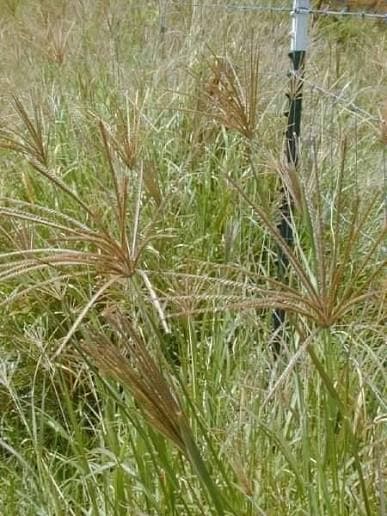 Boma Rhodes Seeds (Katambora) 1