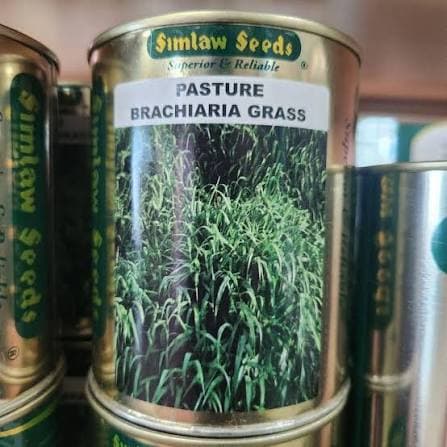 Bracharia Seeds 1