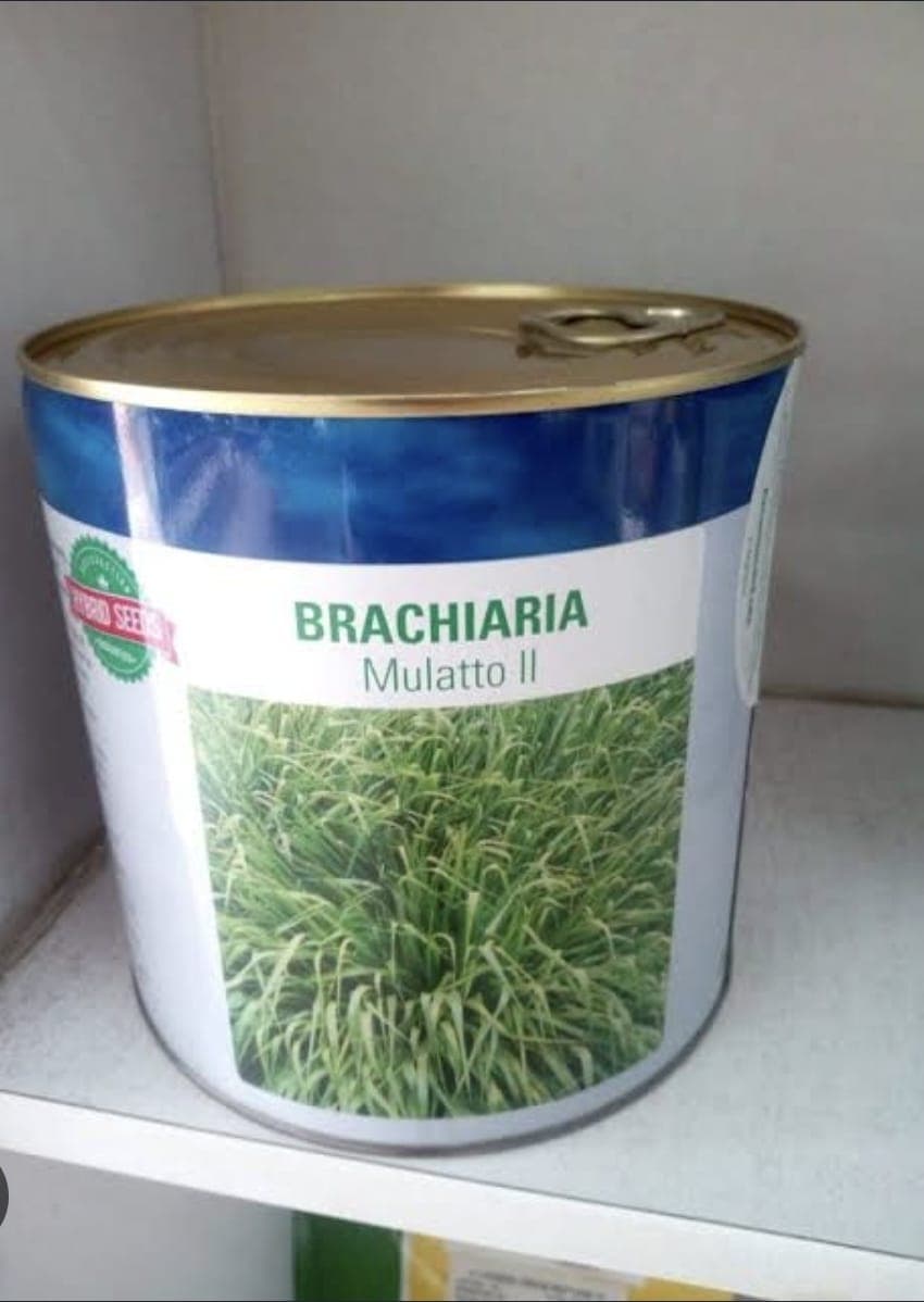 Bracharia Mullet 2 Seeds 1