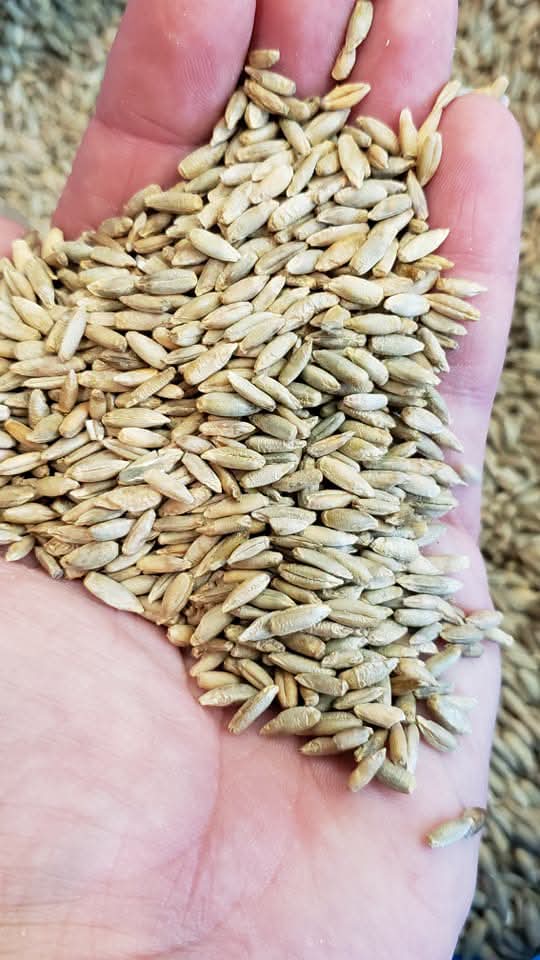 Bush Rye Seeds
