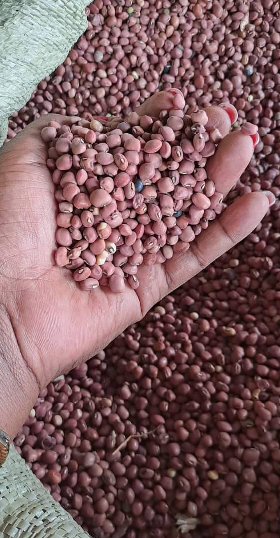 Cowpeas 1