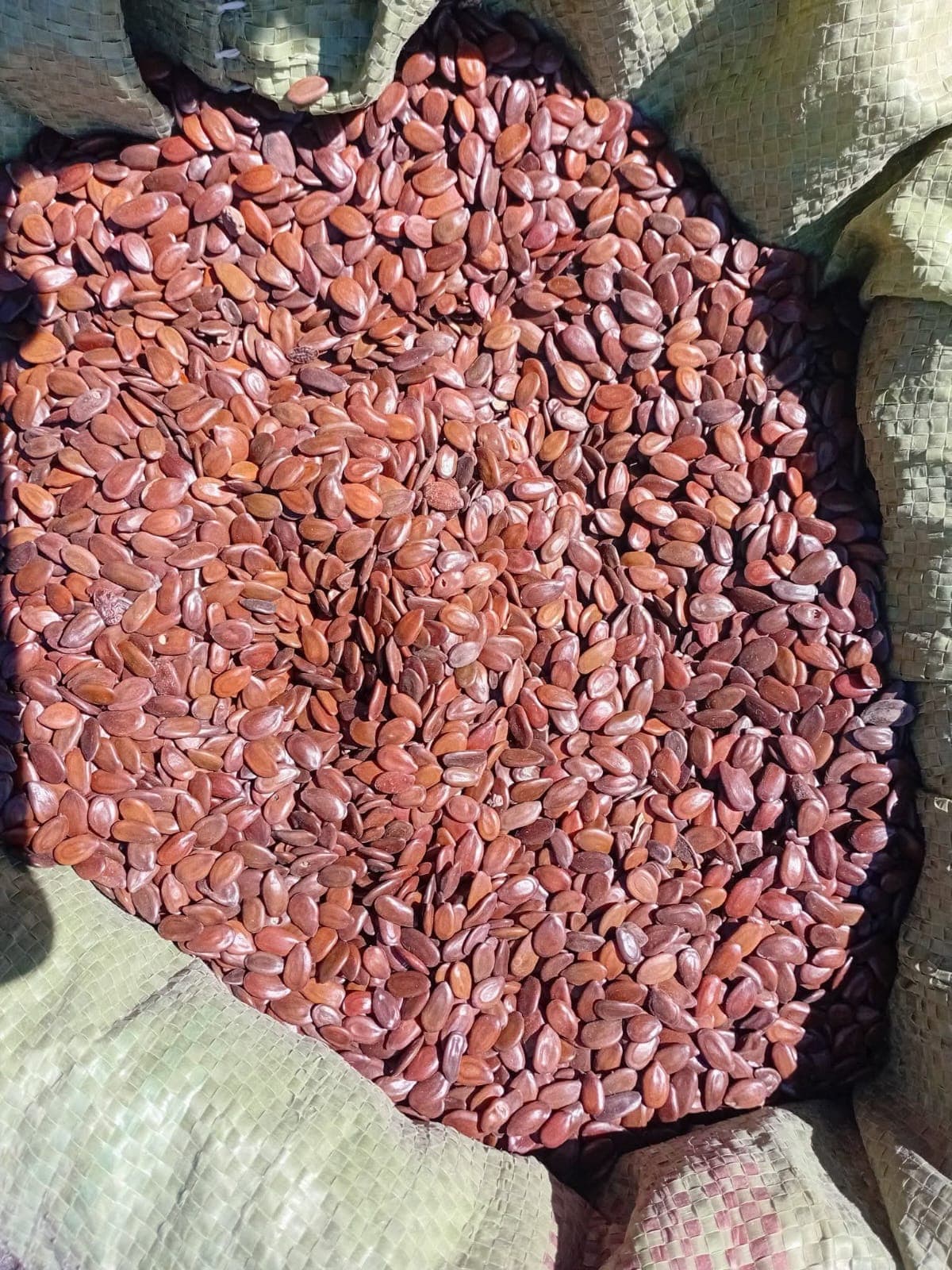 Calliandra Seeds