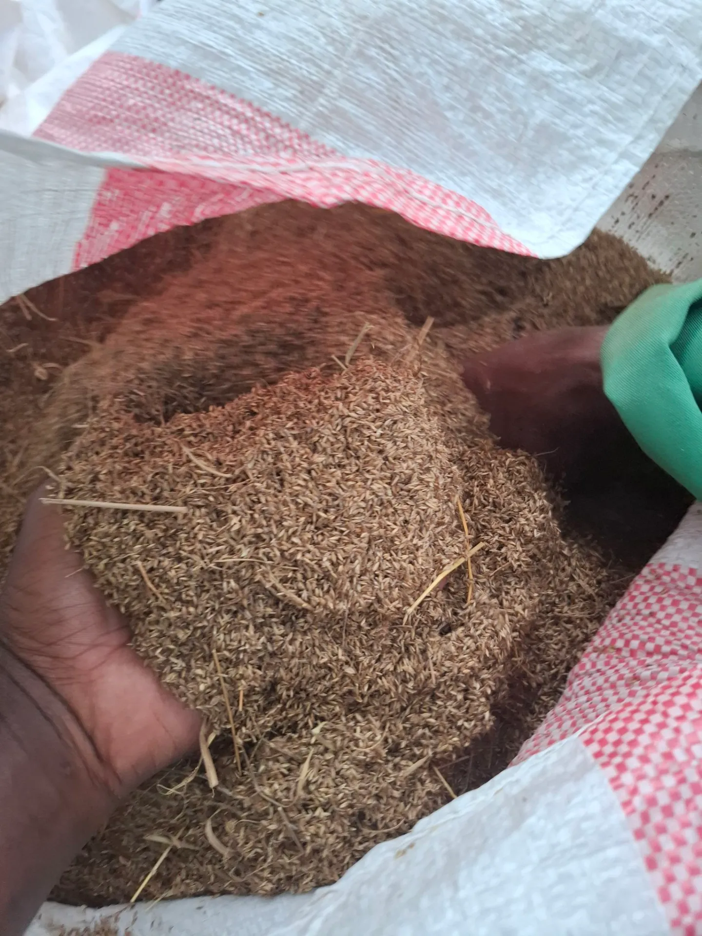 Cenchurus Ciliaris Seeds (Maasai Love) 1