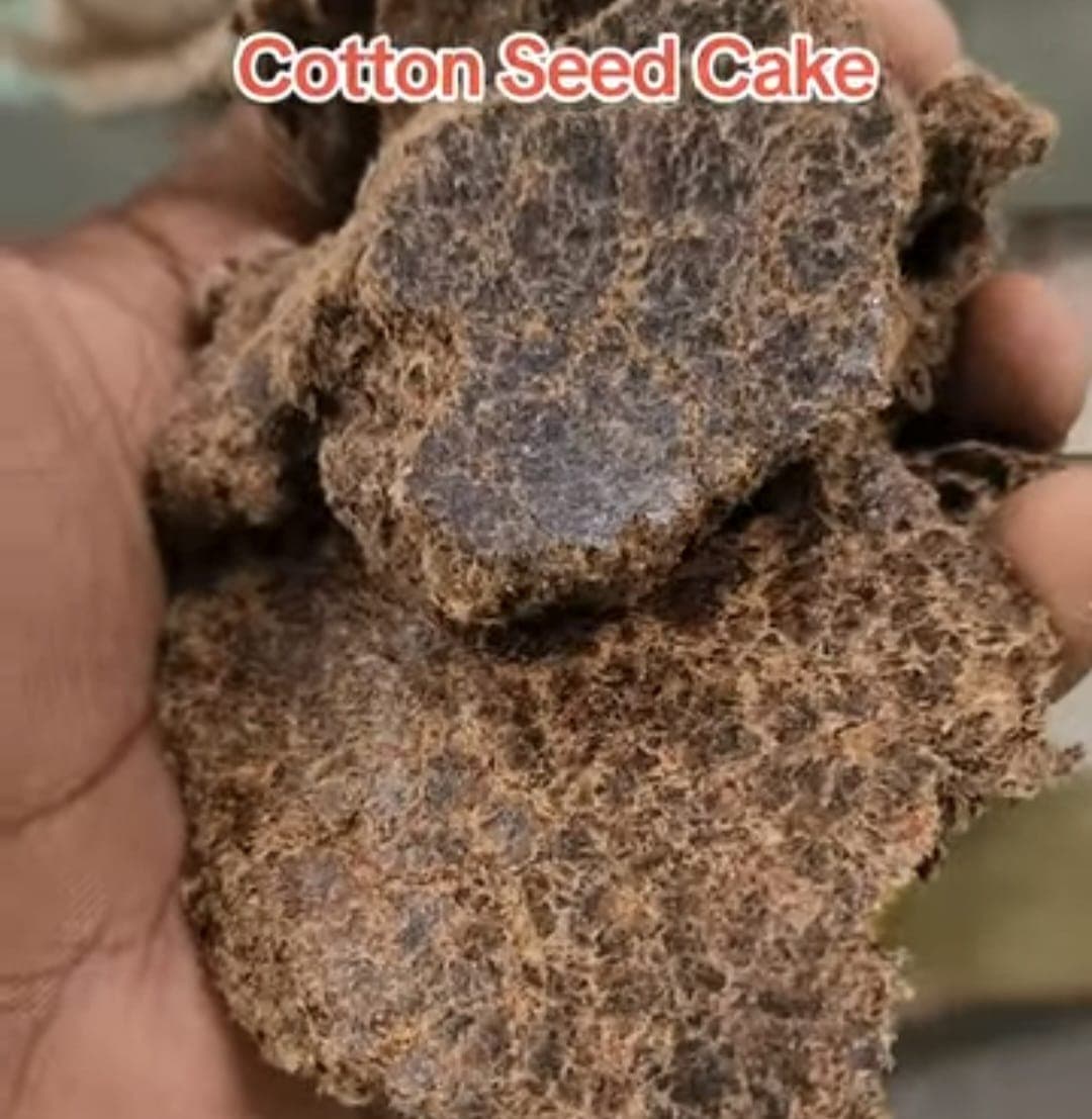 Cotton Seed Cake 1