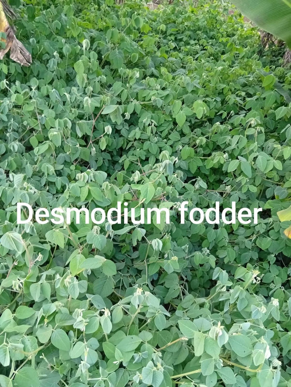 Desmodium Green Leaf Cuttings