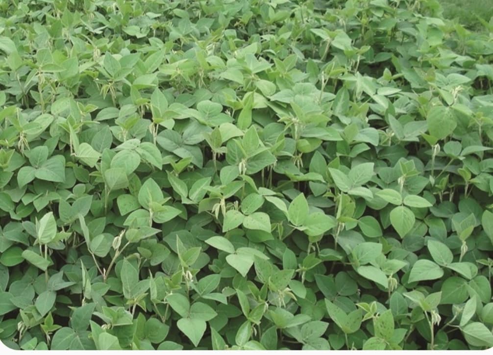 Desmodium Seeds 1