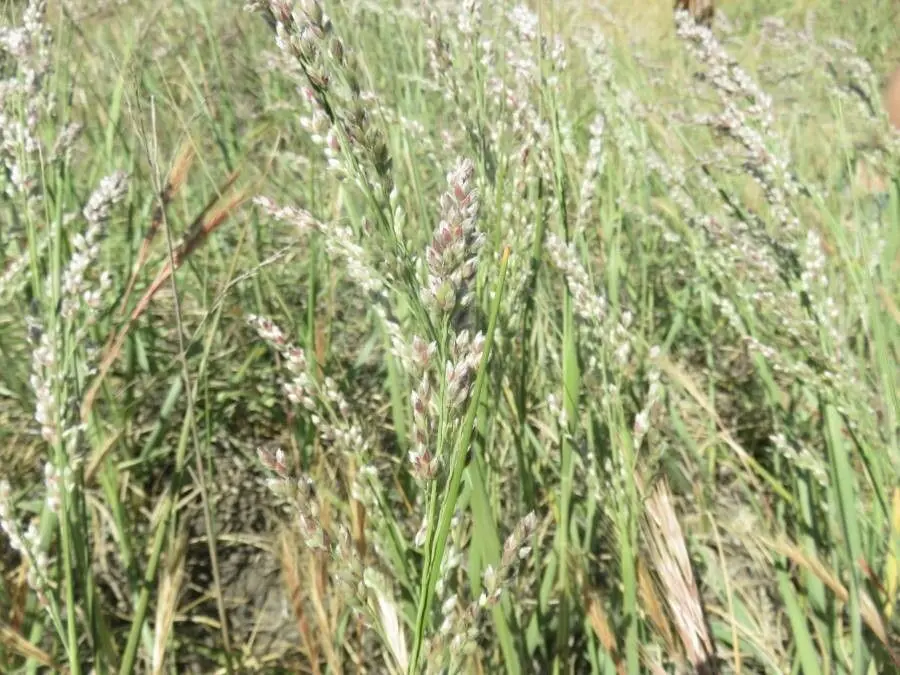 Eragrostis Superba (African Foxtail) 1