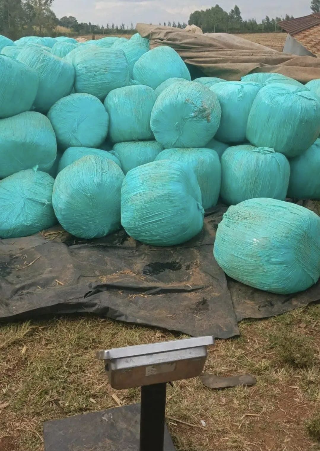 Full Corn Silage (Baled) 1