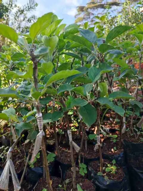 Grafted Fruit Seedlings 1