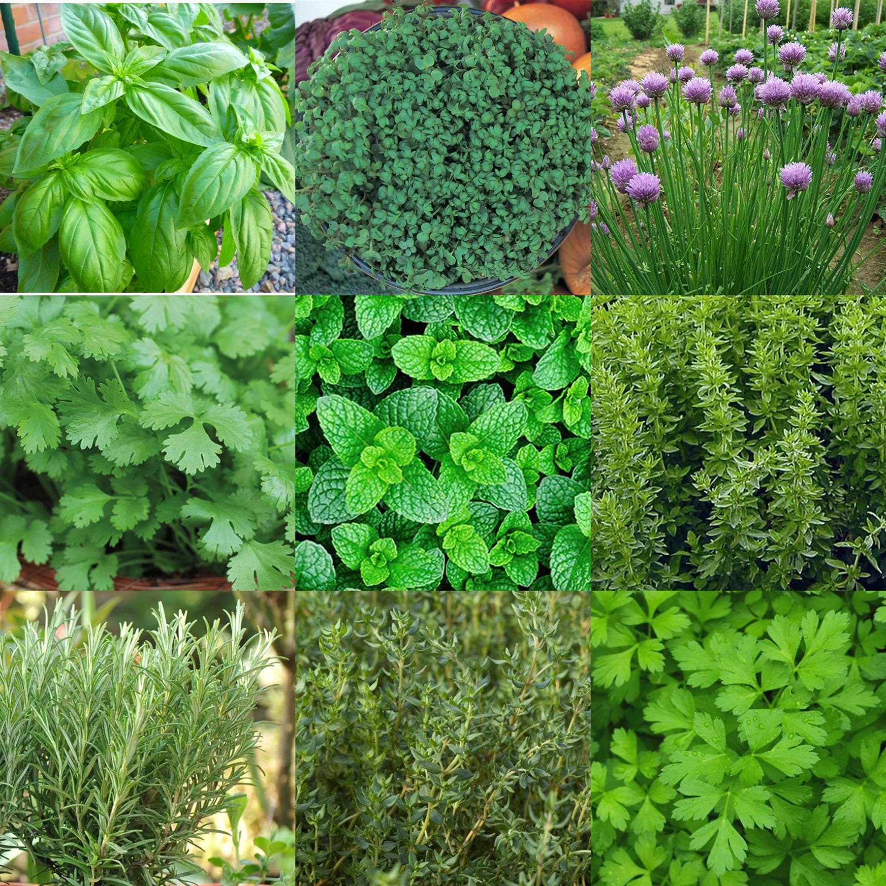 Herbs and Spices Seedlings 1