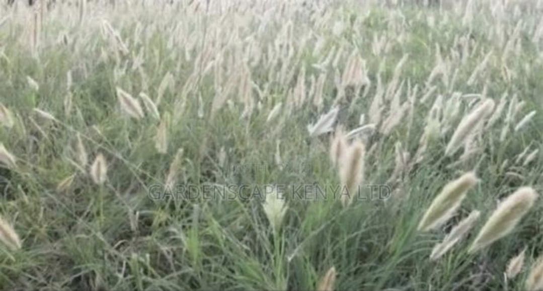 Horsetail Grass Seeds (Chloris roxburghiana)