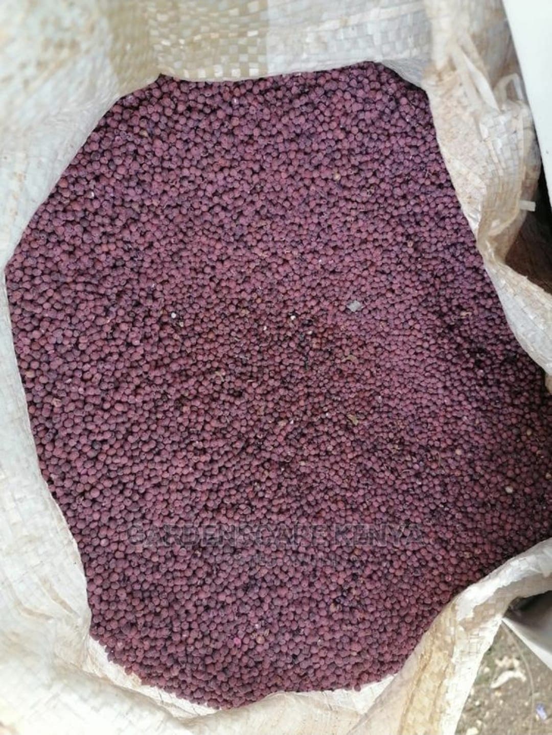Hybrid Sudan Grass Seeds 1