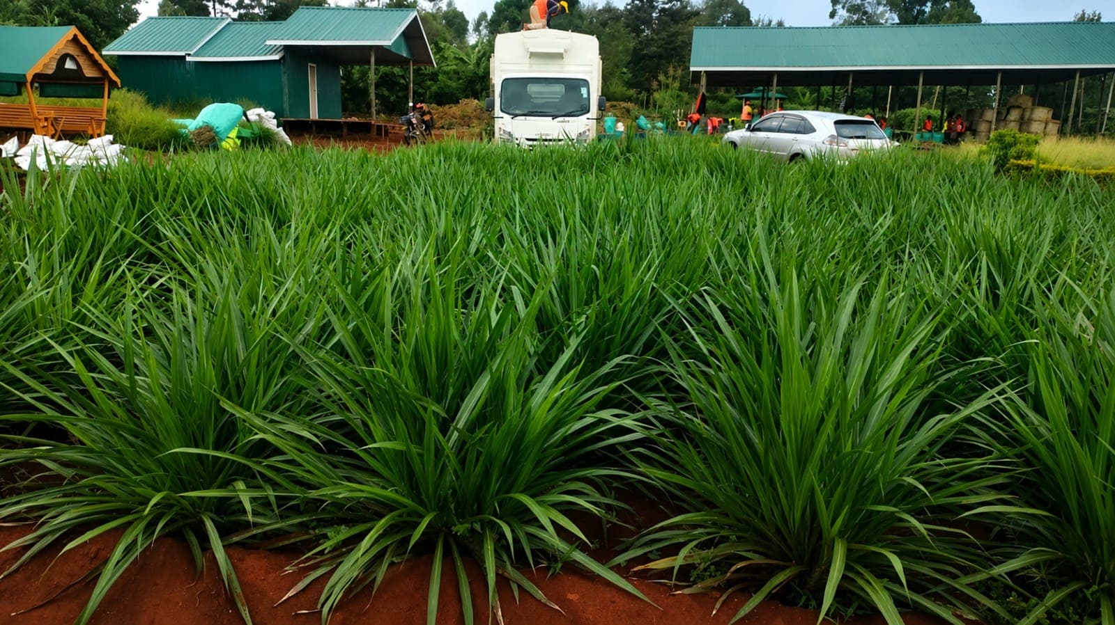 Indonesian Smart Napier Splits