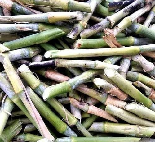 Juncao Napier Cuttings 1