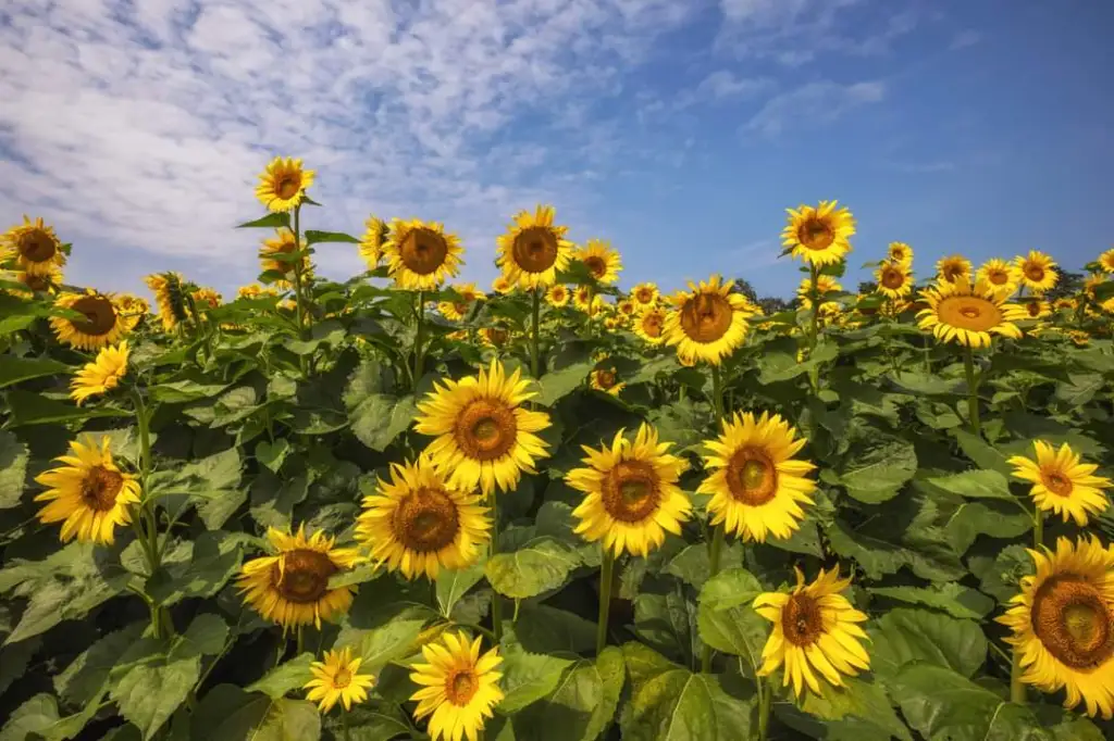 Sunflower Seeds (Hungarian/Kenya Fedha) 1