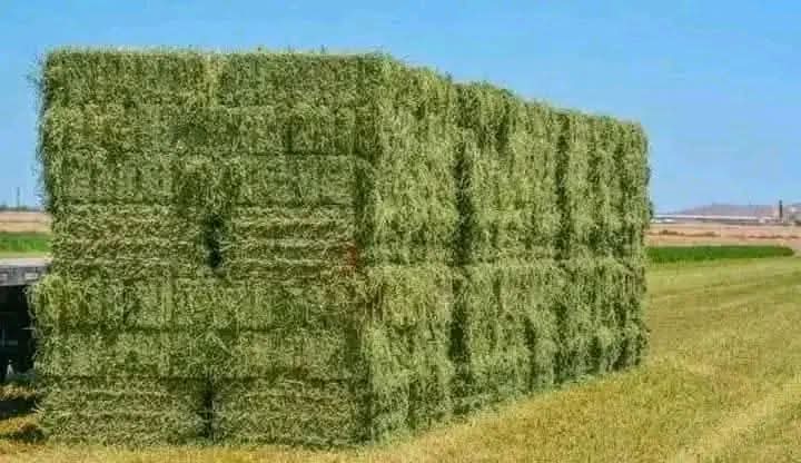 Lucern Hay 1