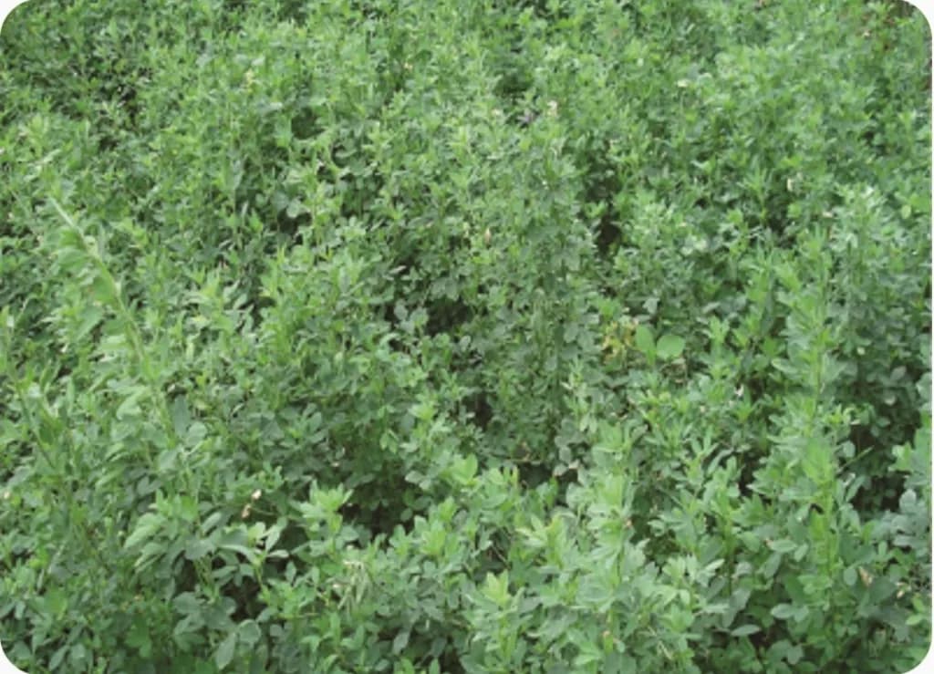 Lucern / Alfa Alfa Seeds 1