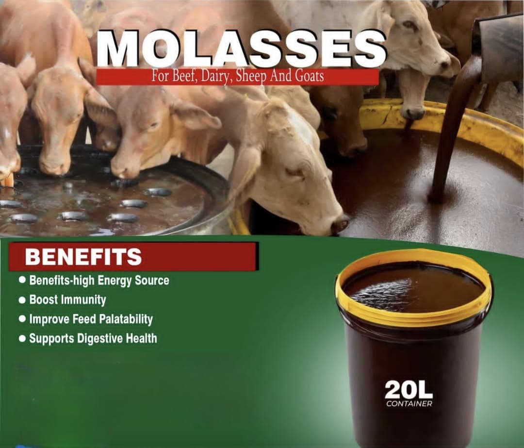 Molasses 1