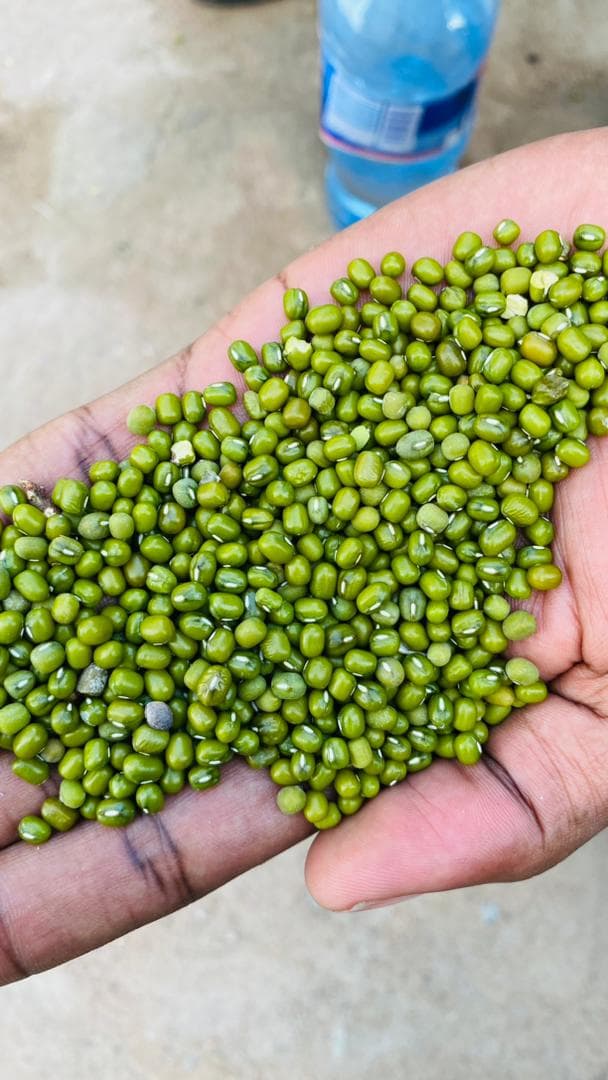 Mung Beans 1