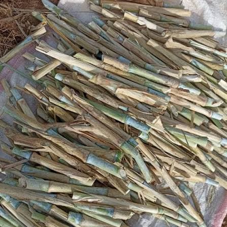 Pakichong Super Napier Cuttings 1