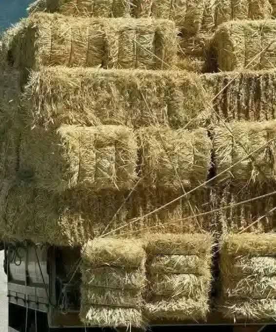 Rice Stalks Hay