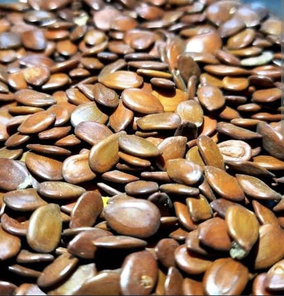 Sesbania Seeds