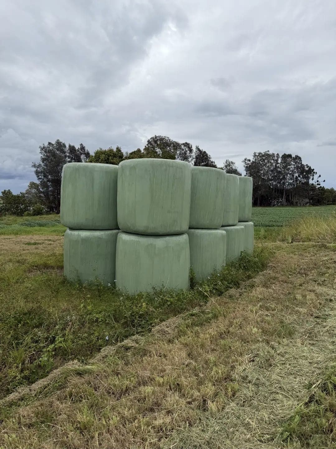 Sorghum Silage (Baled)
