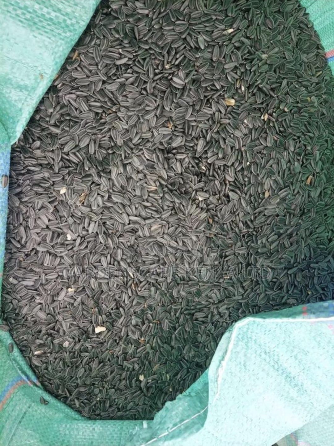 Sunflower Seeds (for Oil Extraction)