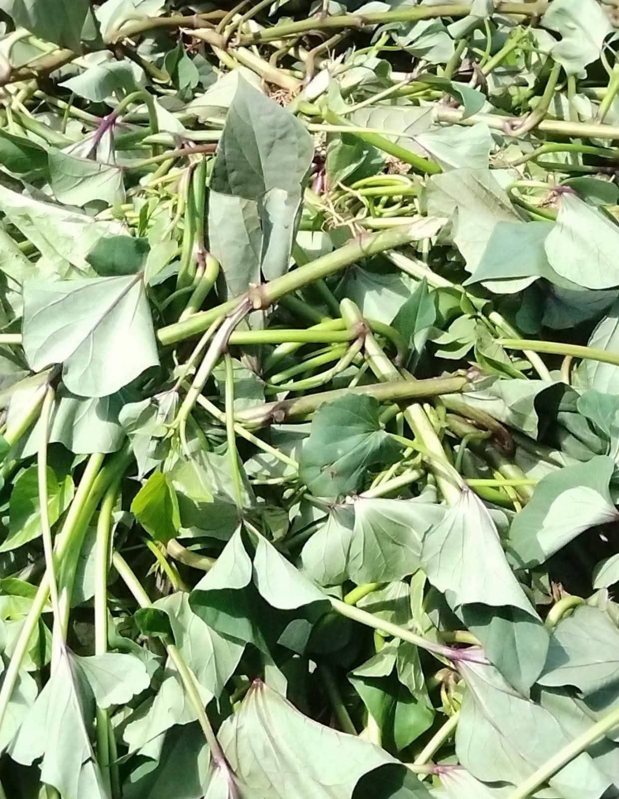 Super K Sweet Potato Vines 1