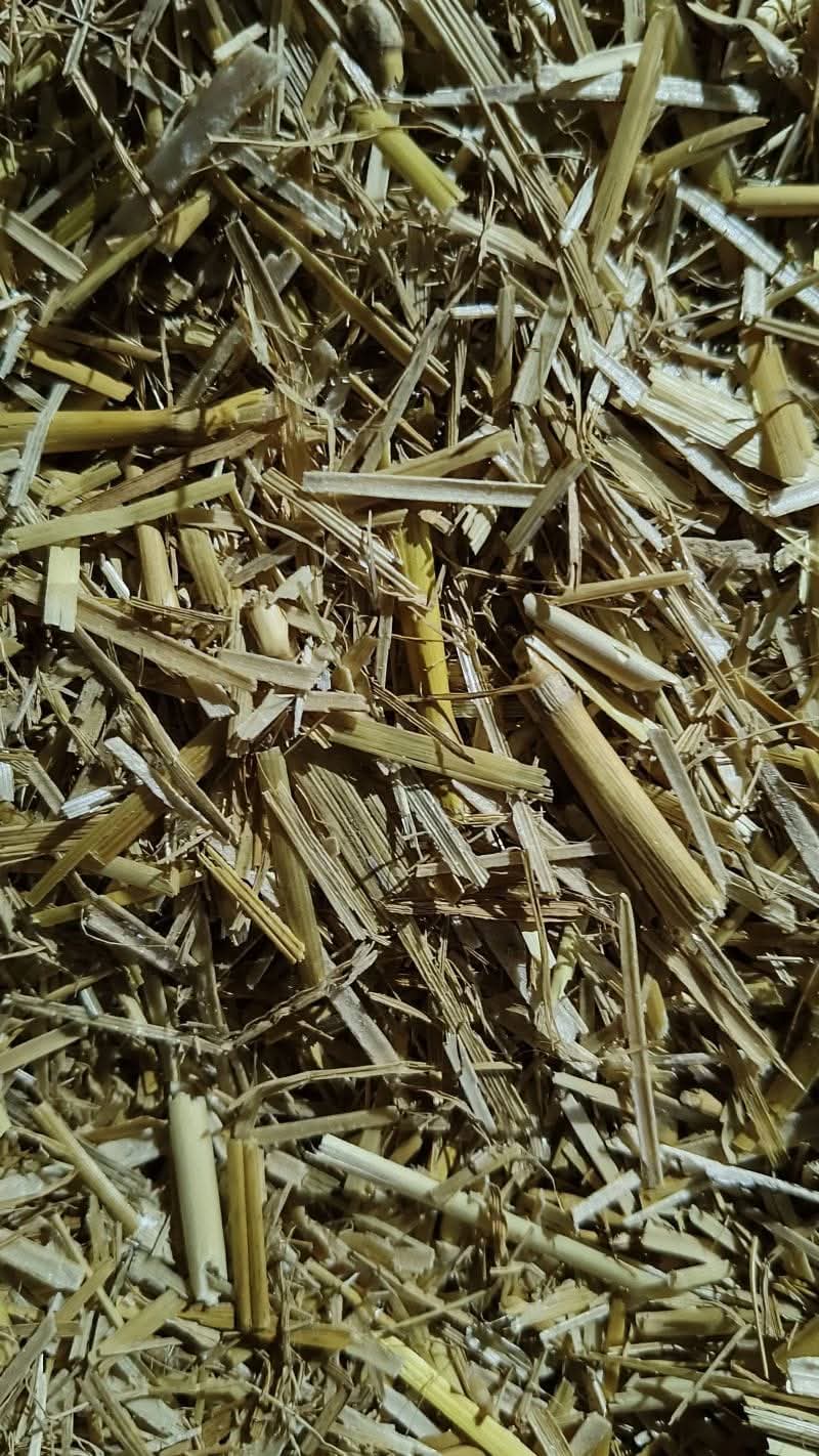 Wheat Straw 1