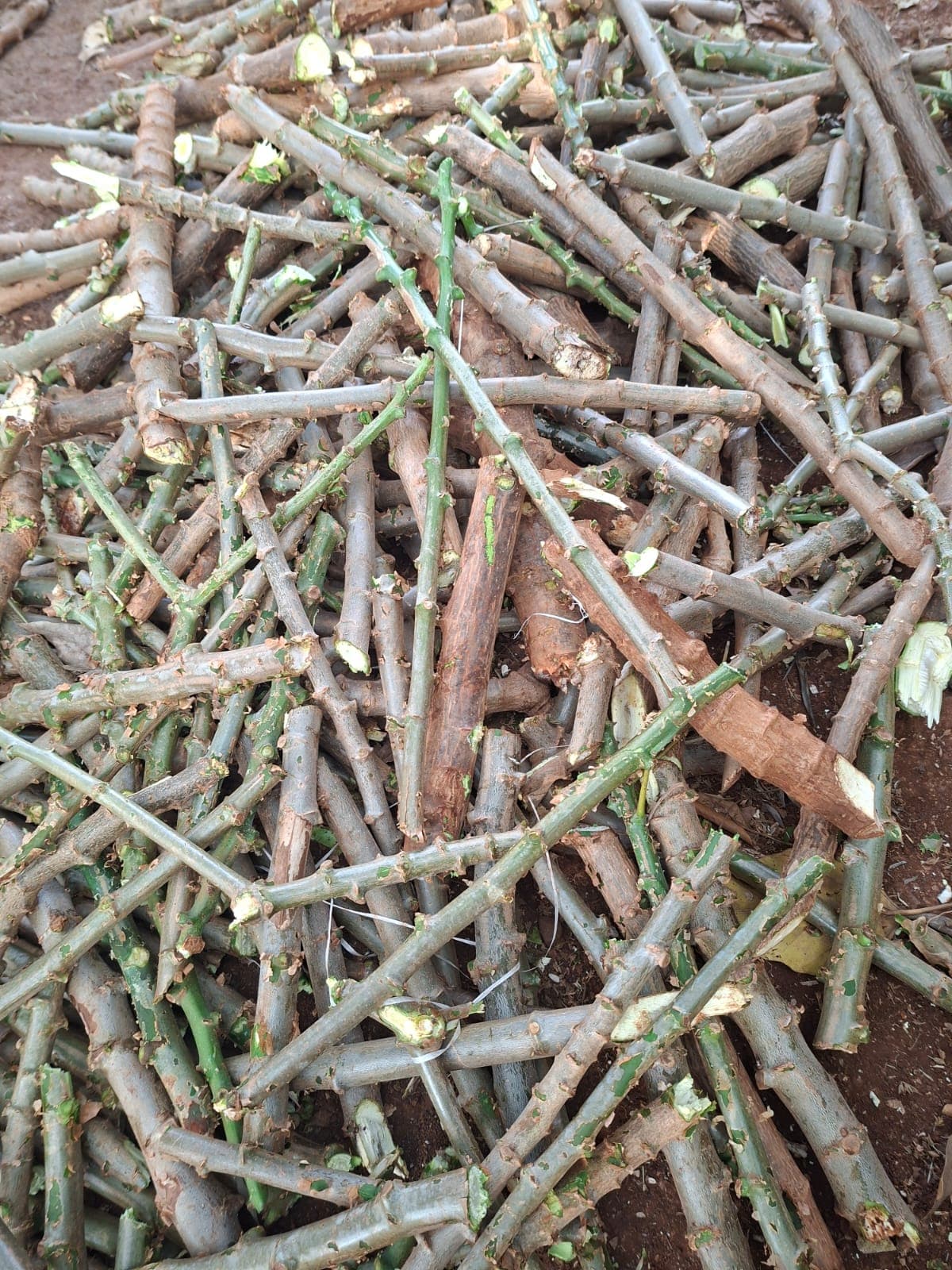 Cassava Cuttings 1