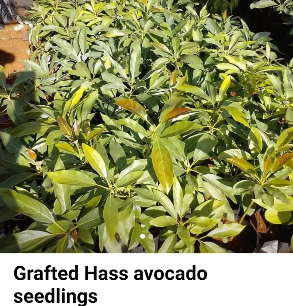 Grafted Hass Avocado 1