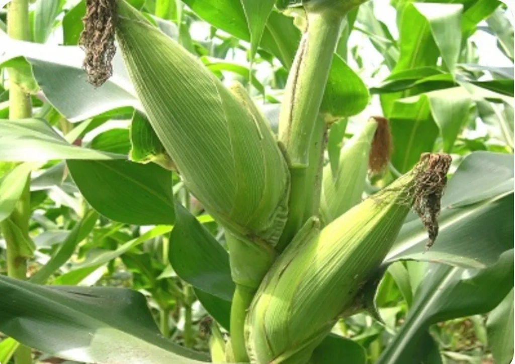 Maize (Dry land DH-04) 1