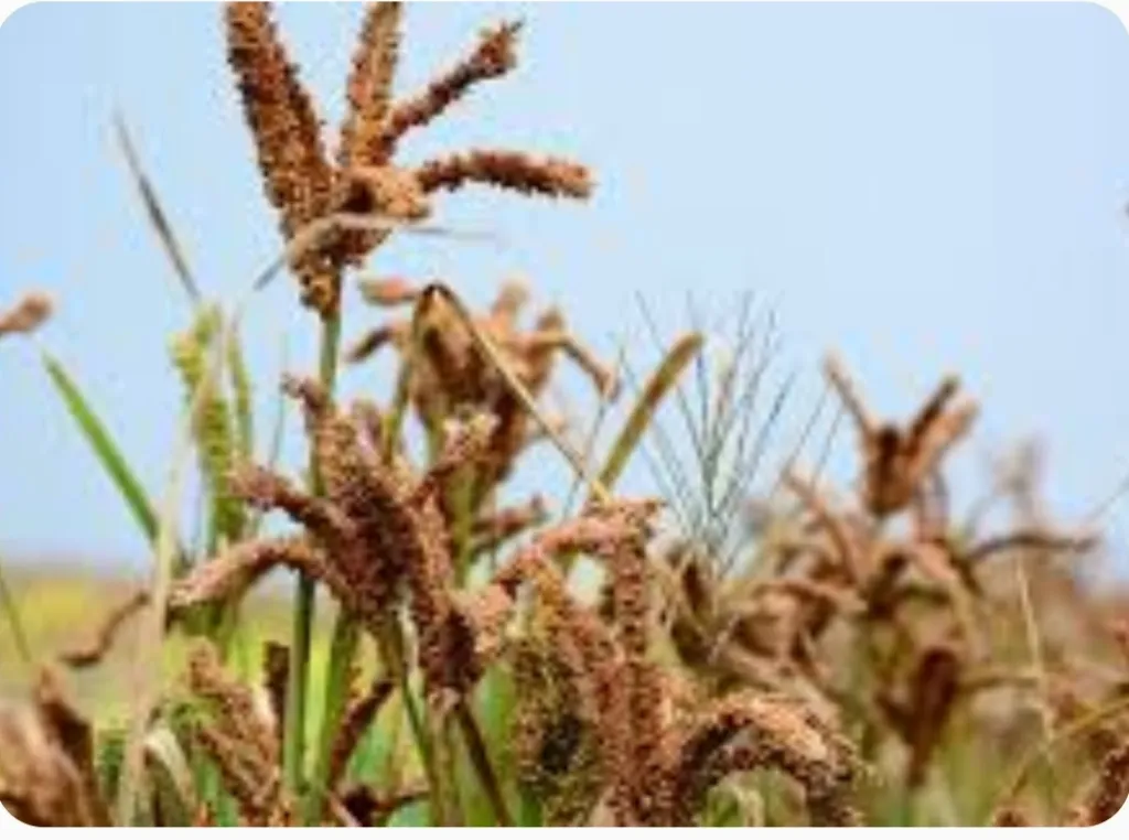 Millet 1