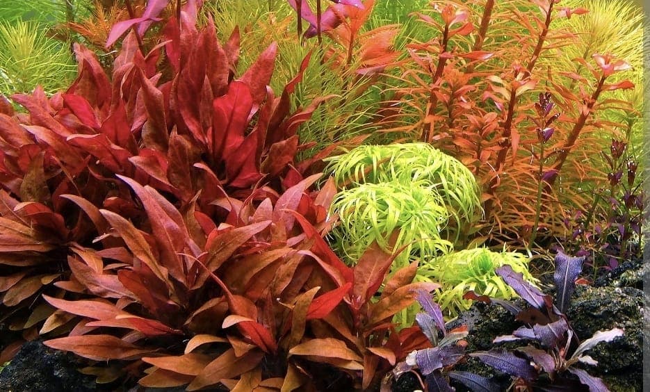 Alternanthera