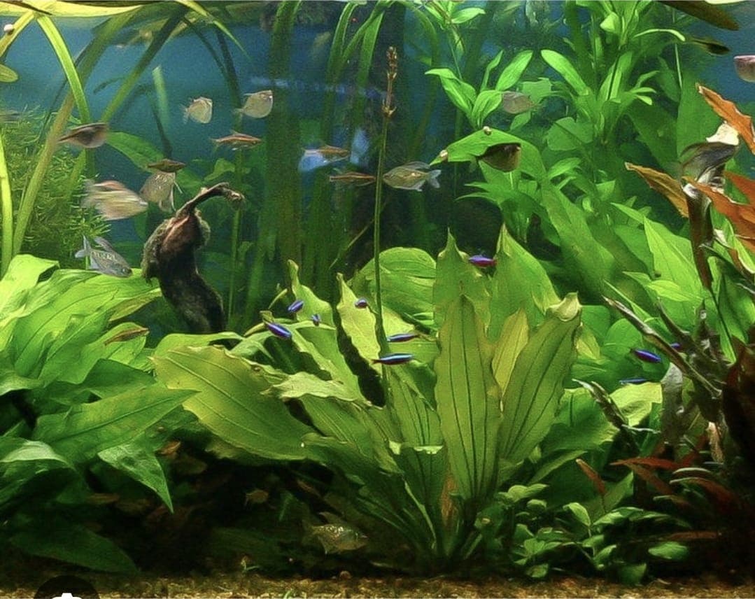 Amazon Sword