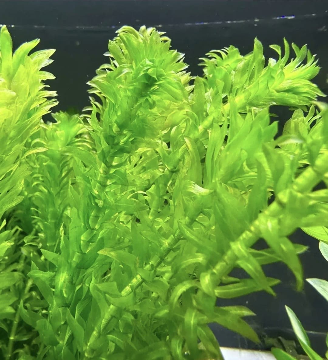 Anacharis / Elodea