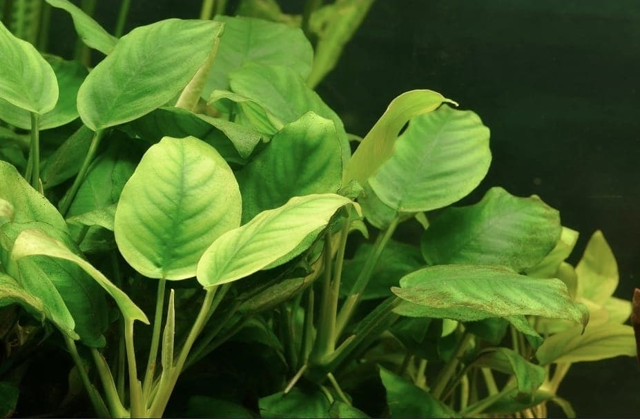 Anubias