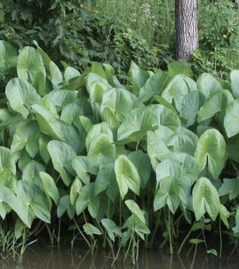 Arrowhead / Arrow Weed