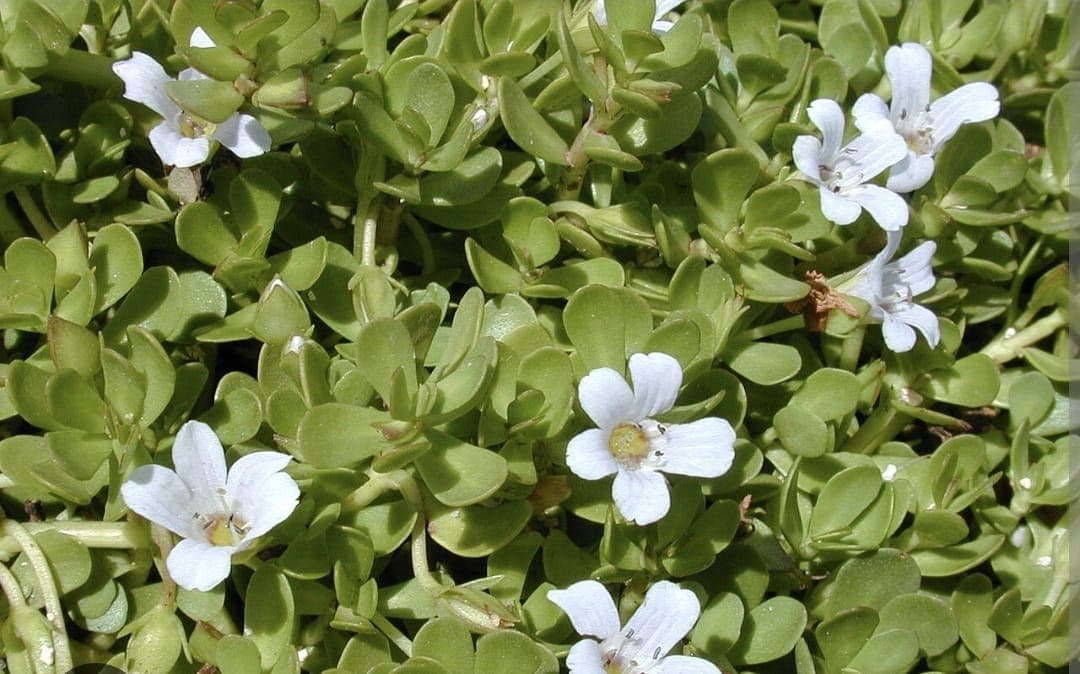Bacopa Monnieri