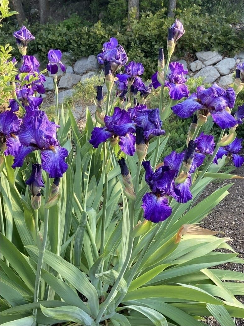 Bearded Iris