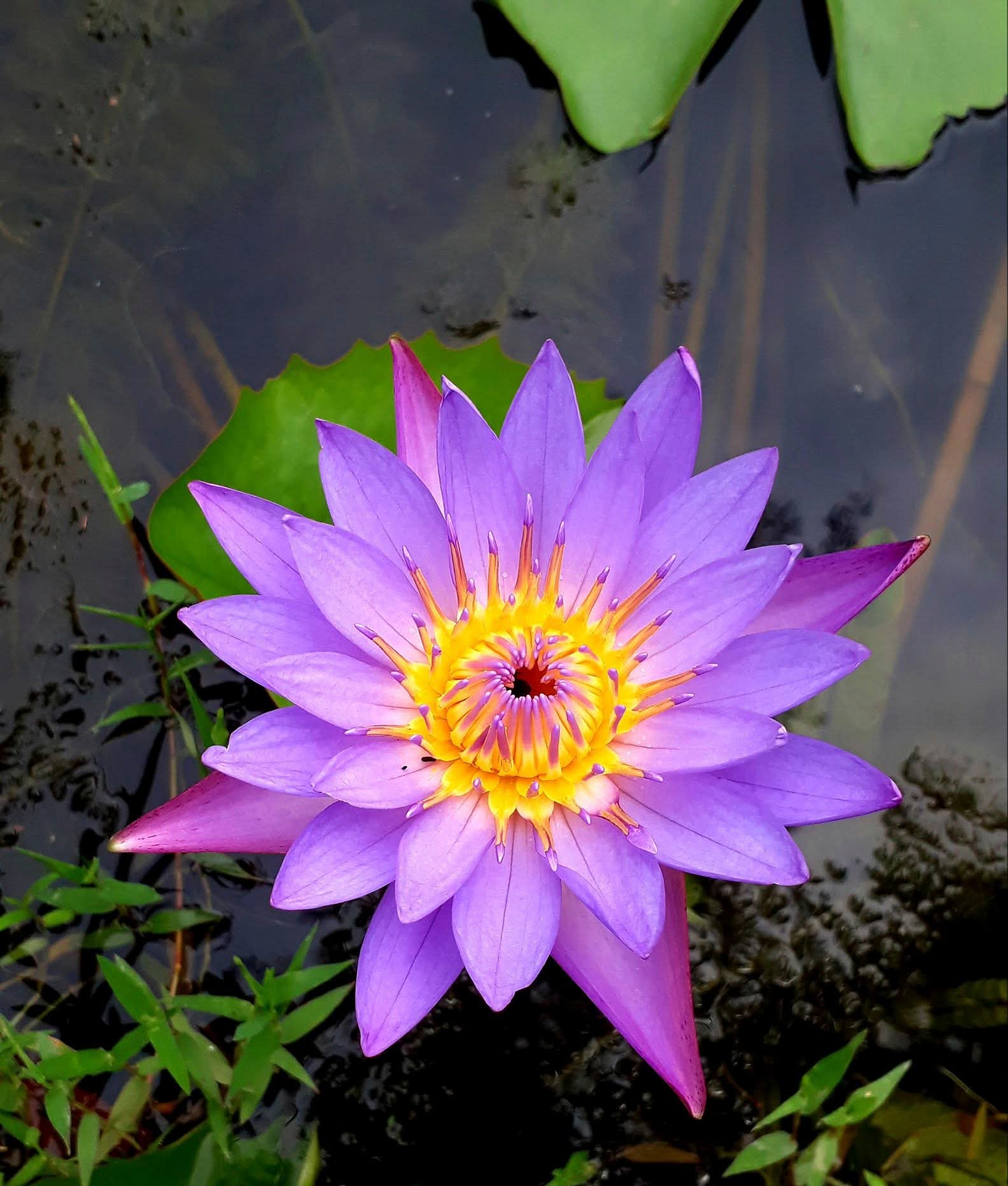 Blue Water Lily