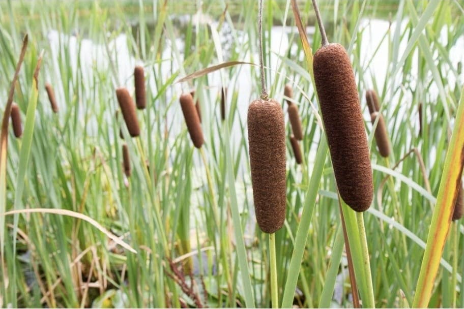 Cattail (Typha)