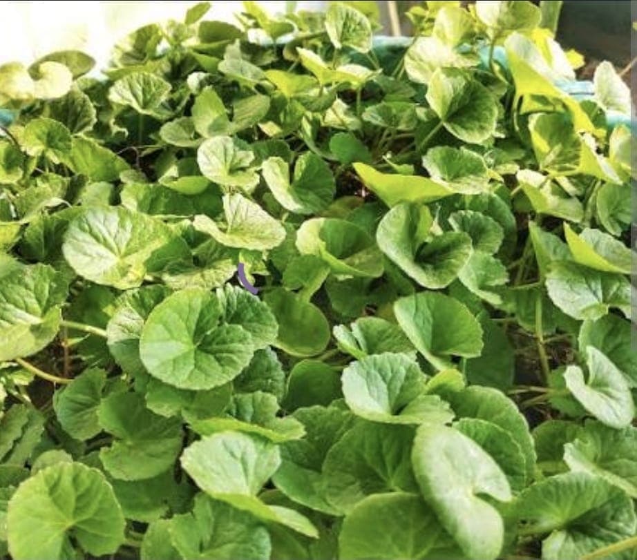 Centella Asiatica (Pennywort)
