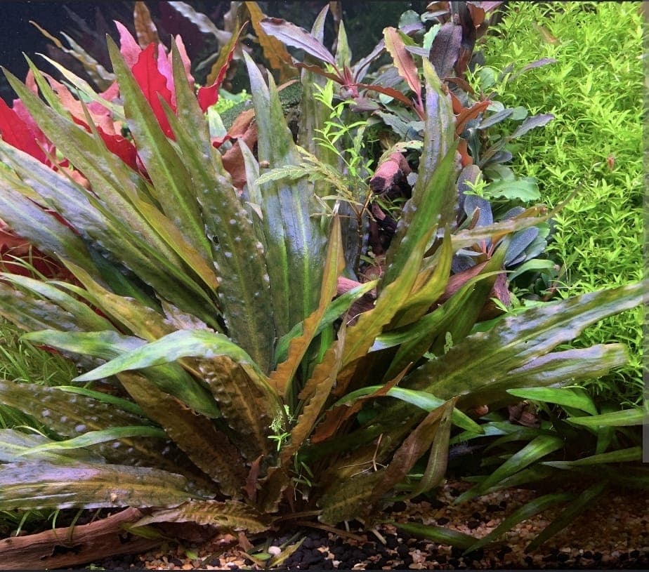 Cryptocoryne Petchii